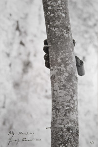 Giuseppe Penone Alpi Marittime. Continuerà a crescere tranne che in quel punto 2 fotografie B/N / 2 B/W photographs 58 x 39 cm ognuna / each MAMbo – Museo d’Arte Moderna di Bologna Fotografia dell'opera realizzata per il Catalogo del Patrimonio Culturale dell'Emilia Romagna / Photograph of this work has been taken for Emilia Romagna Cultural Heritage Catalogue: www.ibc.regione.emilia-romagna.it Photo© Mario Guglielmo